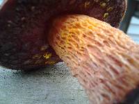 Boletus frostii image