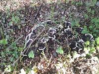 Thelephora terrestris image