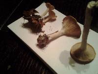 Clitocybe gibba image