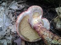 Suillus pictus image