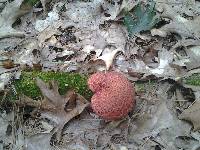 Suillus pictus image