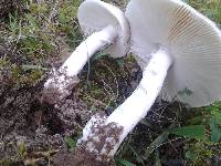 Amanita spreta image