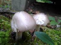 Amanita spreta image