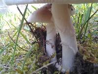 Amanita spreta image