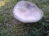 Amanita spreta image