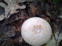 Lactarius chrysorrheus image