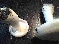 Lactarius chrysorrheus image