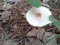 Lepiota cristata image