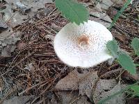 Lepiota cristata image