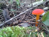 Hygrocybe miniata image