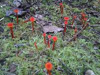 Hygrocybe miniata image