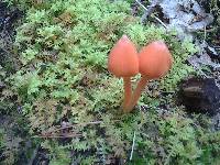 Entoloma quadratum image