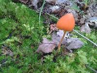 Entoloma quadratum image