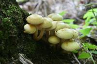 Pholiota alnicola var. alnicola image