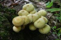 Image of Pholiota flavida