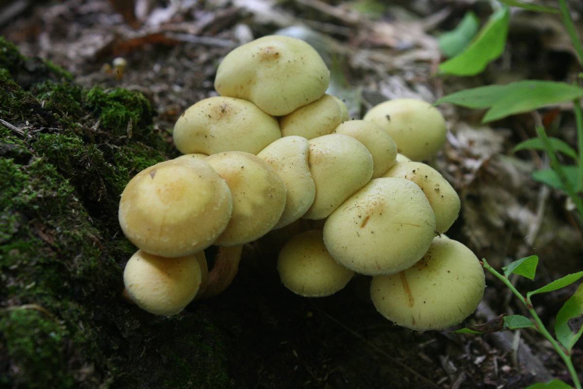 Pholiota alnicola var. alnicola image