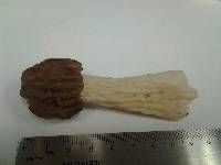 Morchella punctipes image