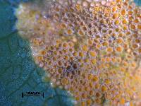 Puccinia coronata image
