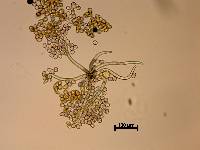 Puccinia coronata image