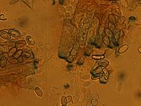 Peziza repanda image