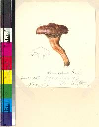 Chroogomphus jamaicensis image