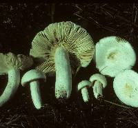 Russula albida image