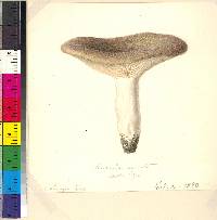 Russula variata image