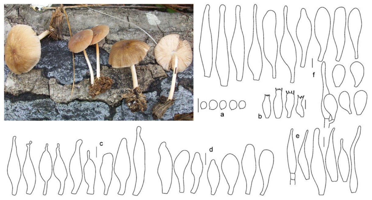 Pluteus heteromarginatus image