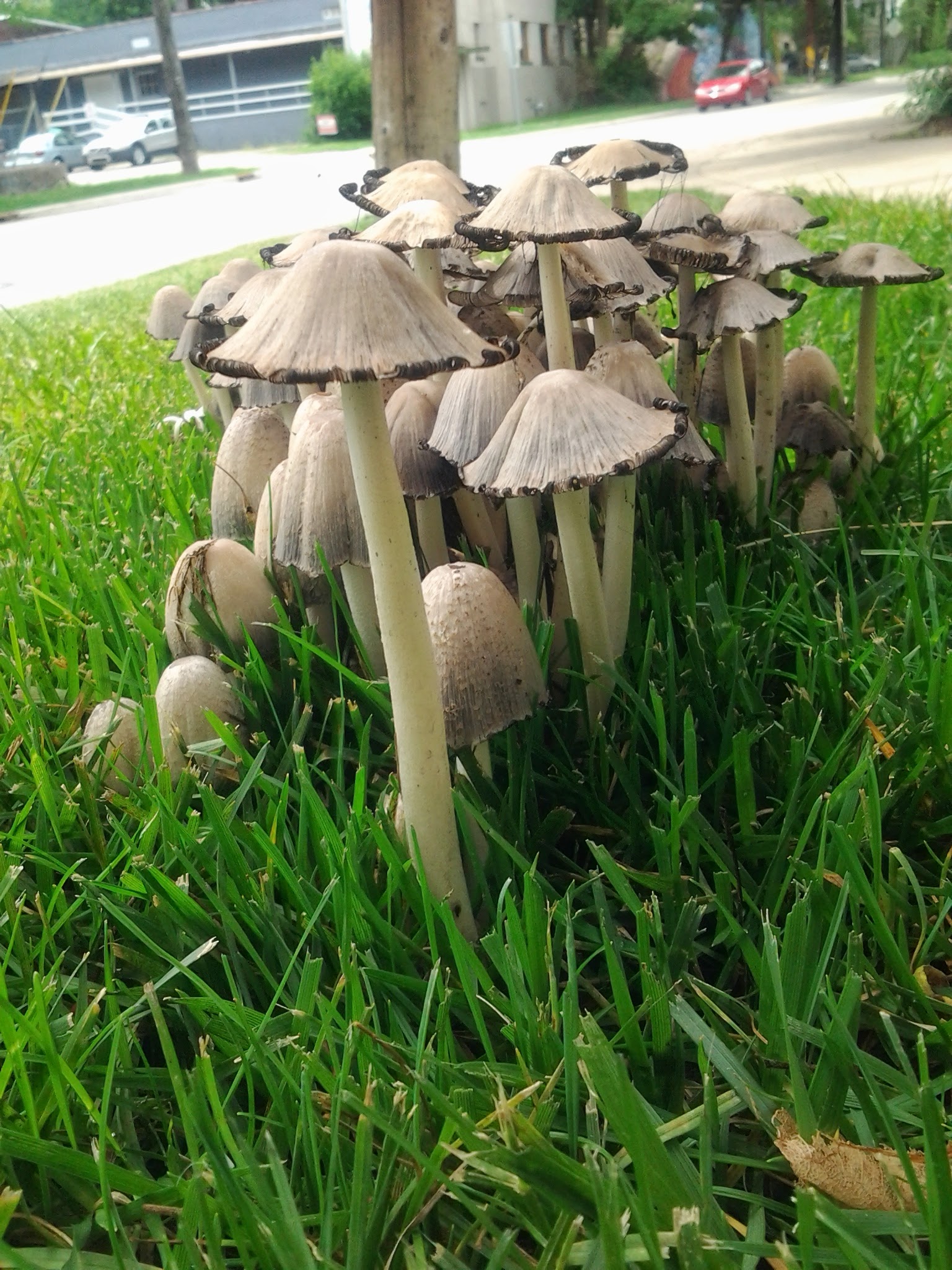 Coprinopsis strossmayeri image