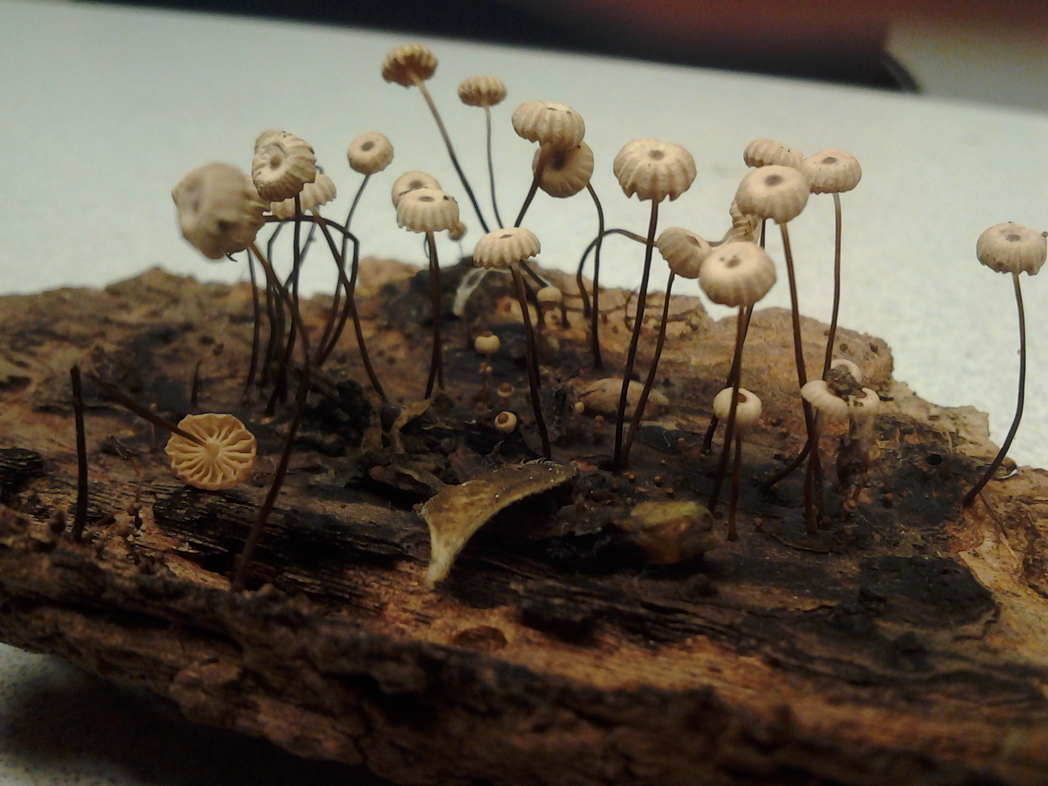 Marasmius rotula image