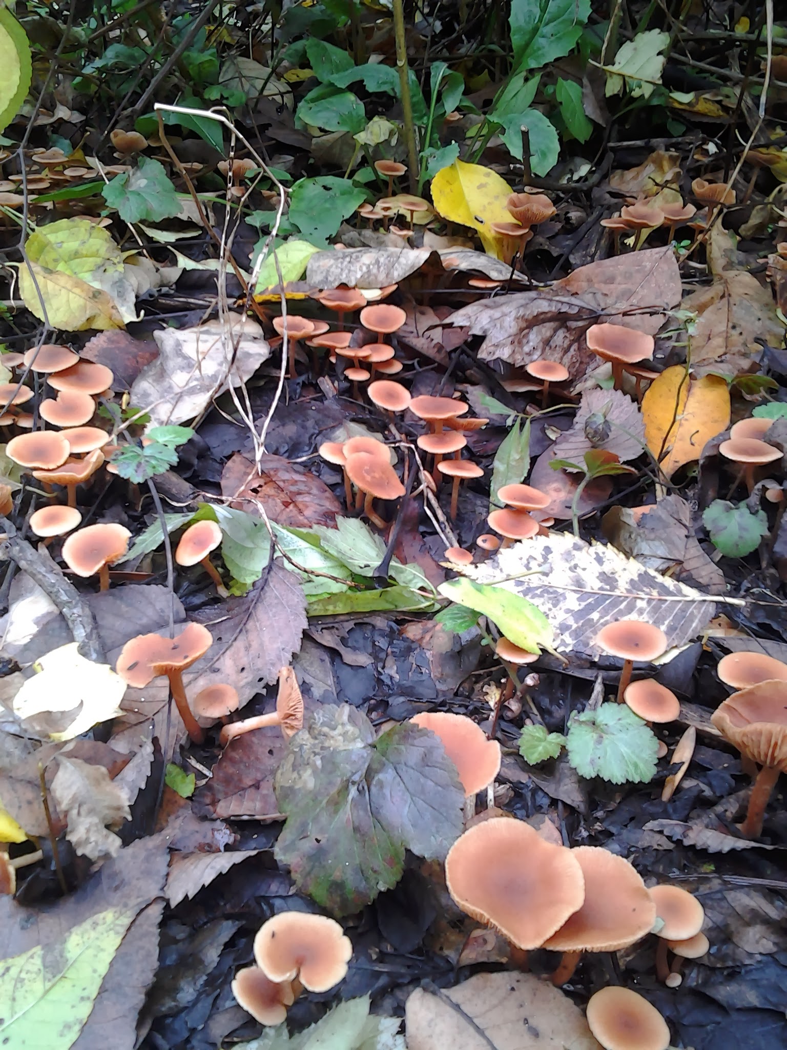 Tubaria furfuracea image