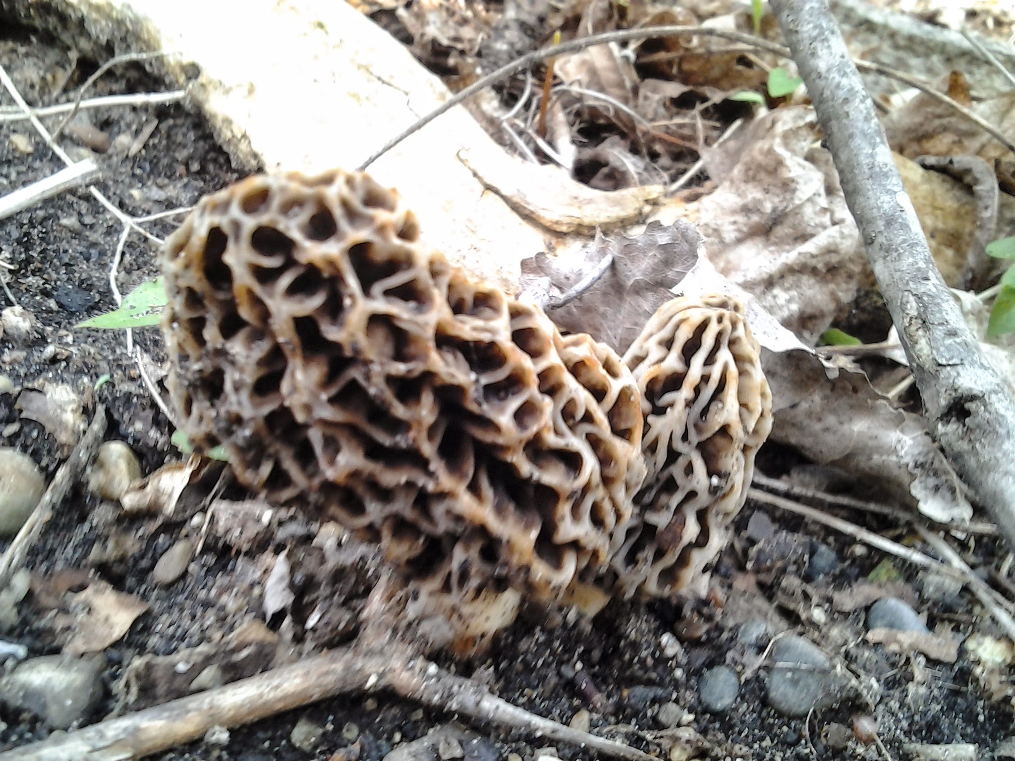 Morchella esculentoides image