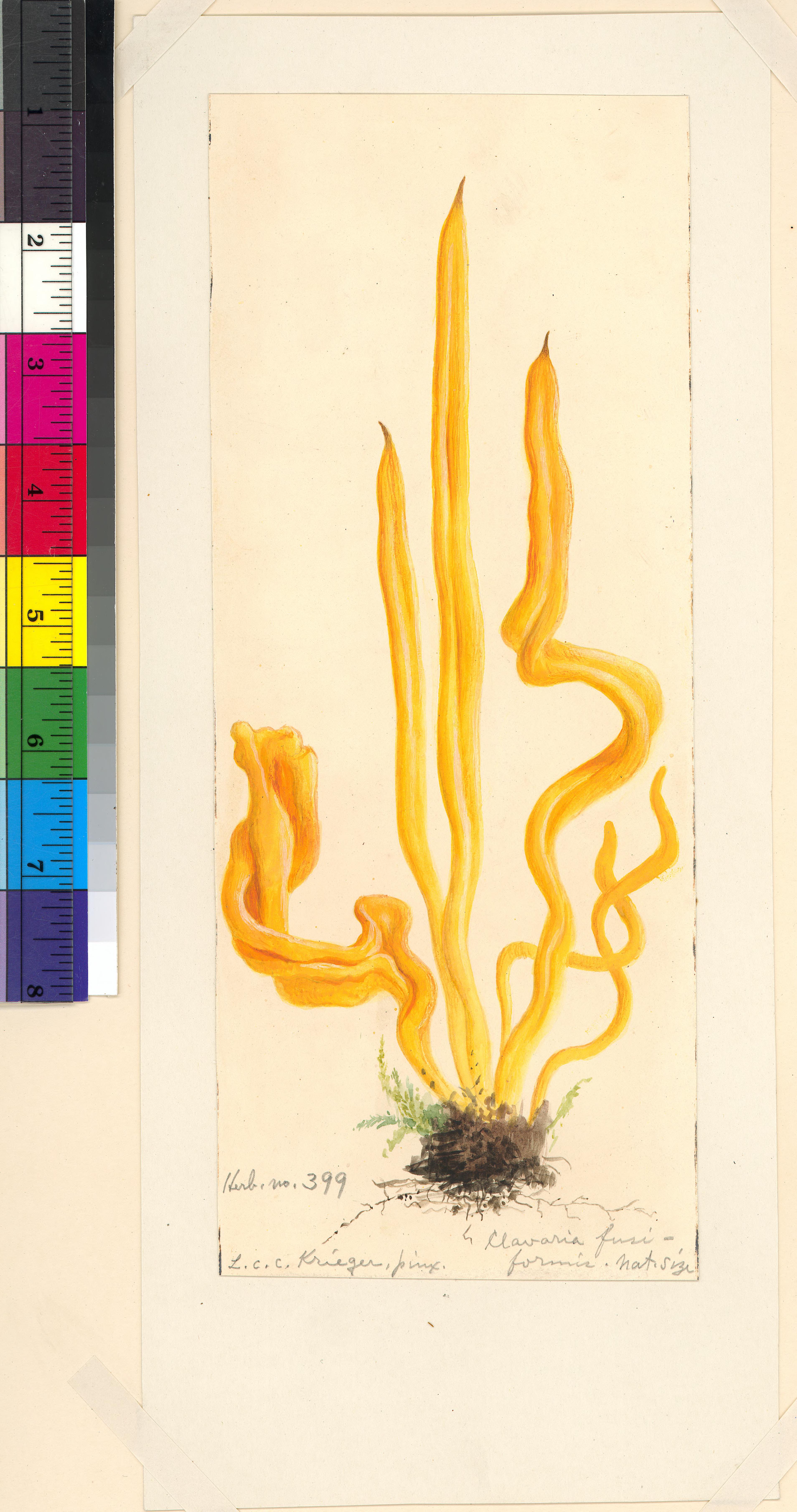 Clavulinopsis fusiformis image