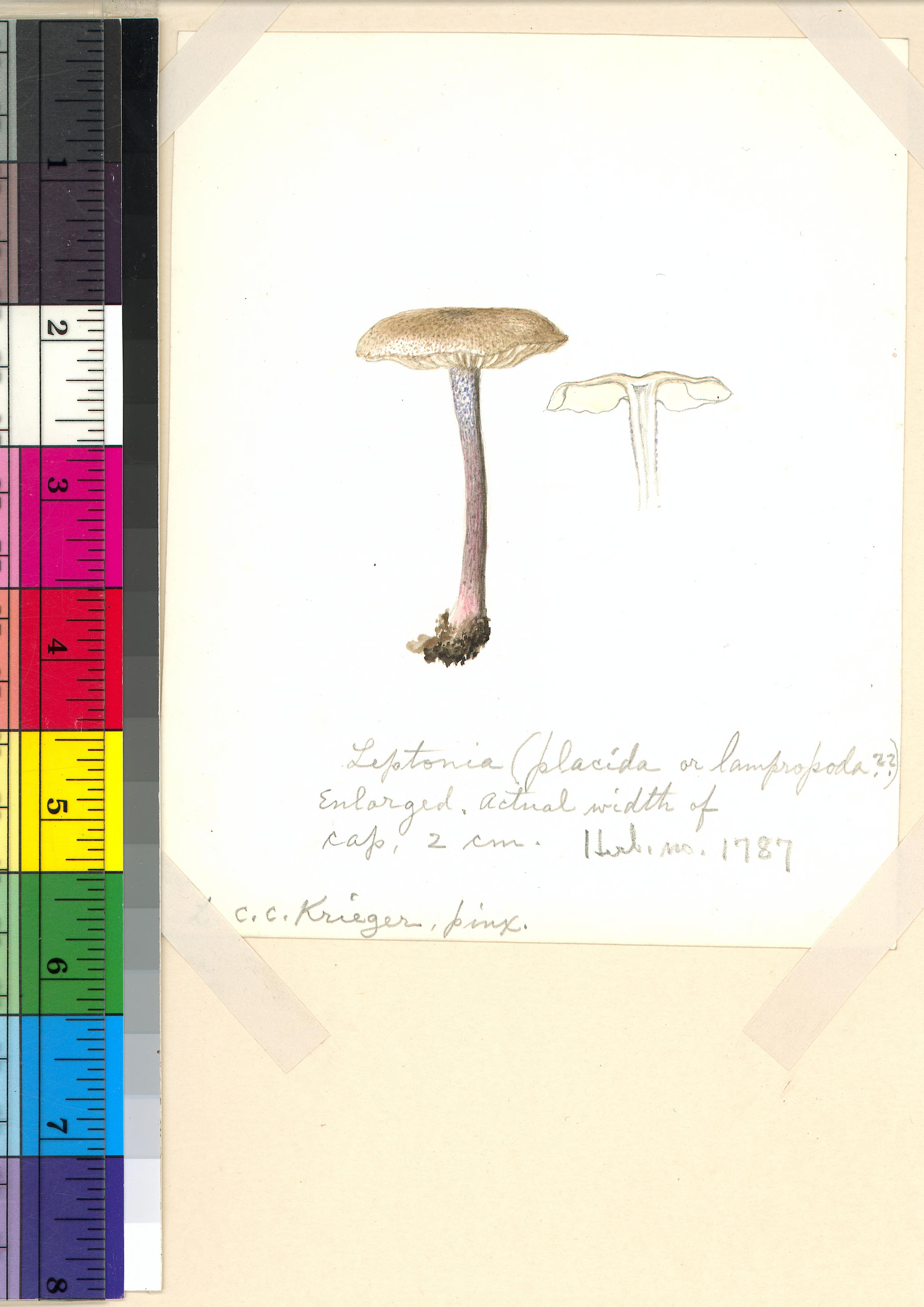 Leptonia cyanea var. cyanea image