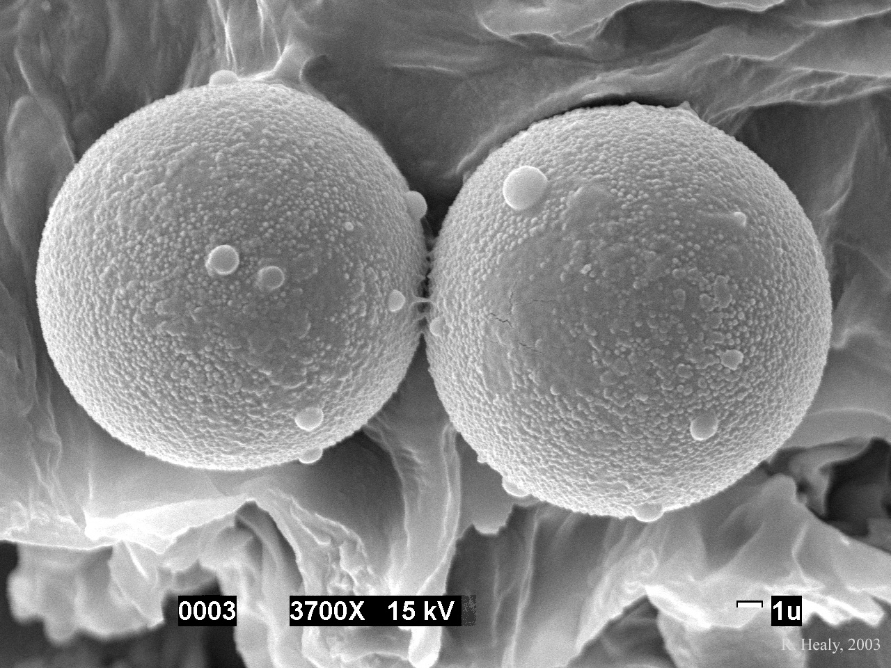 Pachyphloeus lateritius image