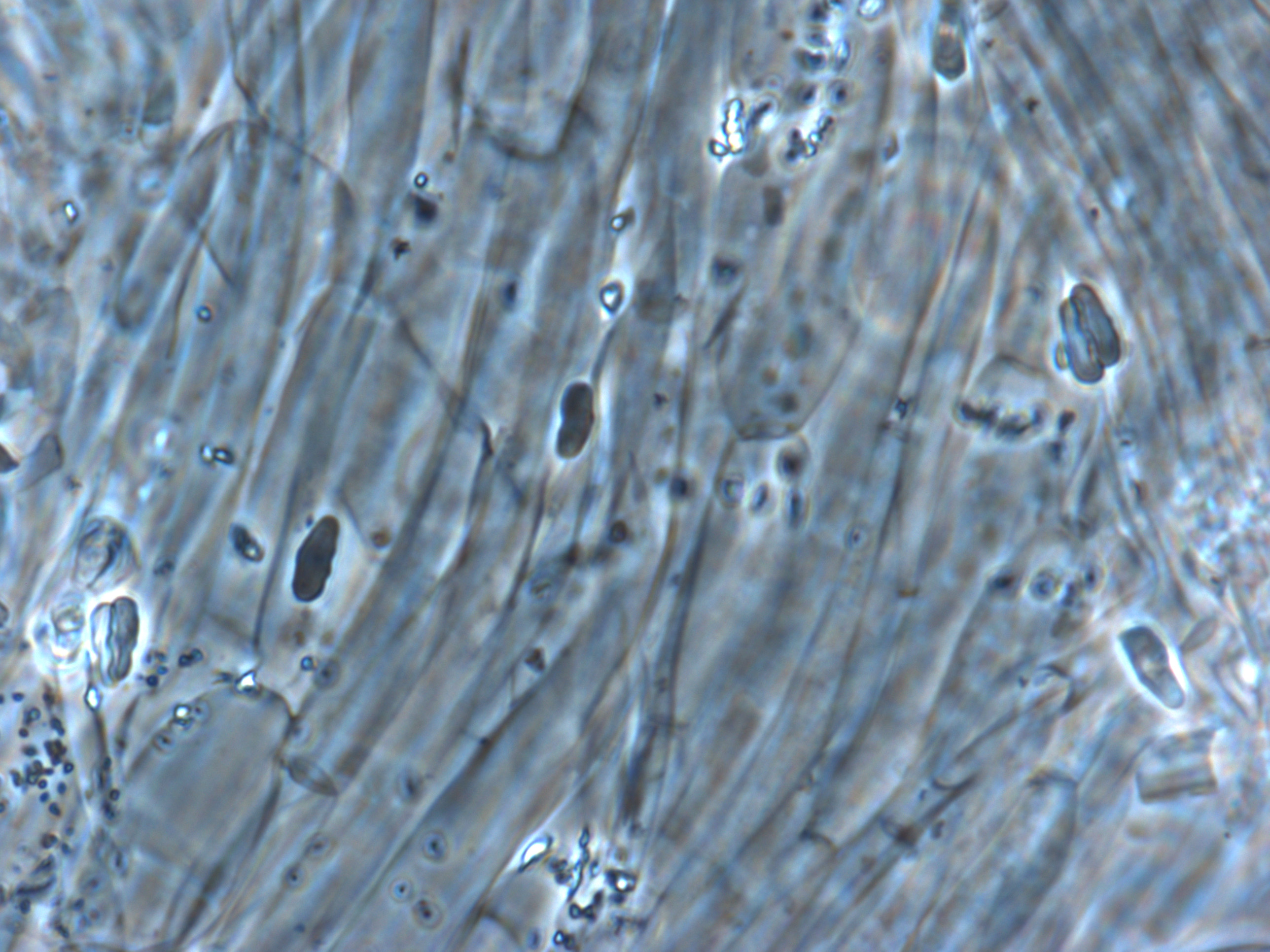 Clitocybe piperata image
