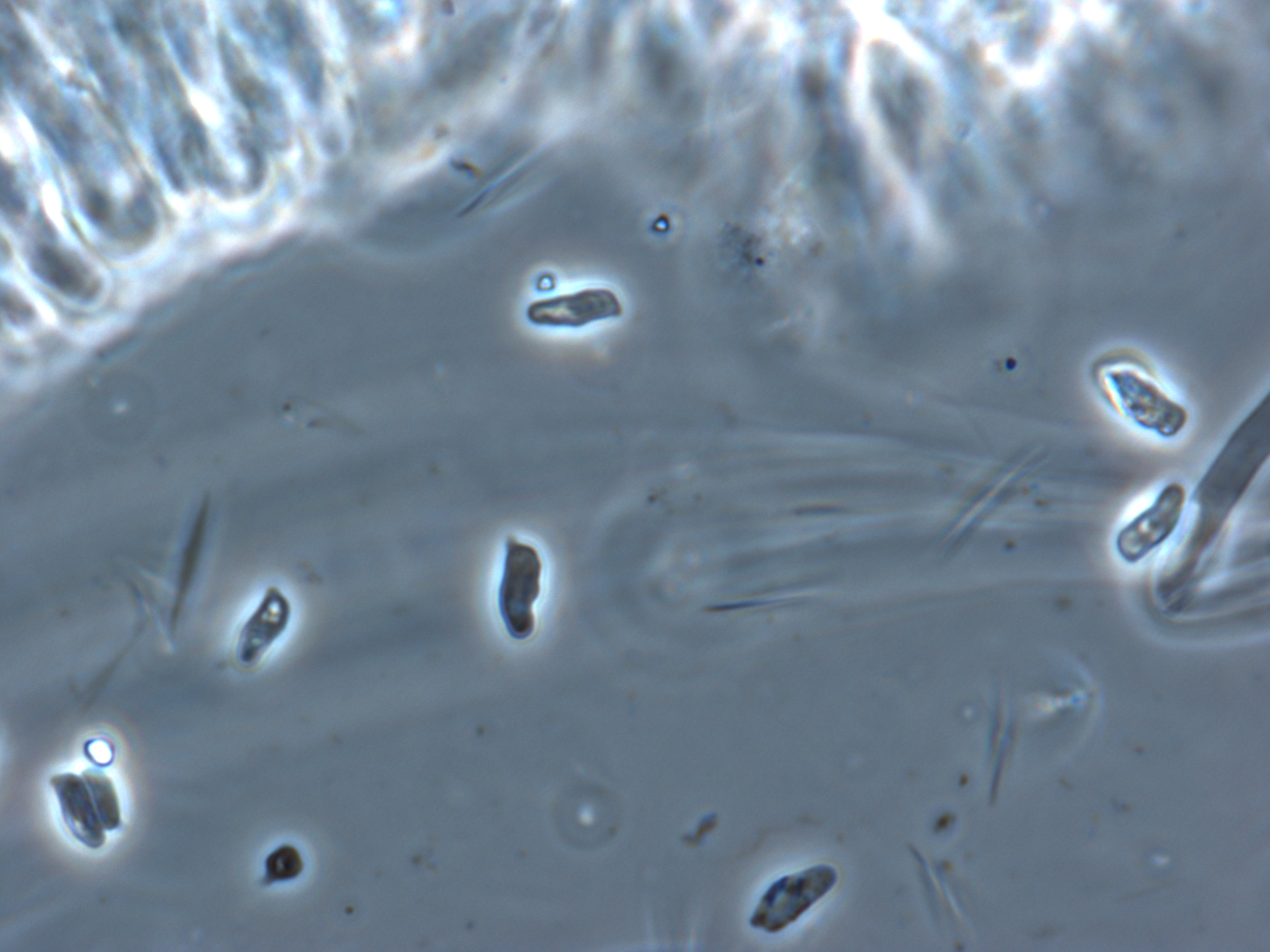 Clitocybe piperata image
