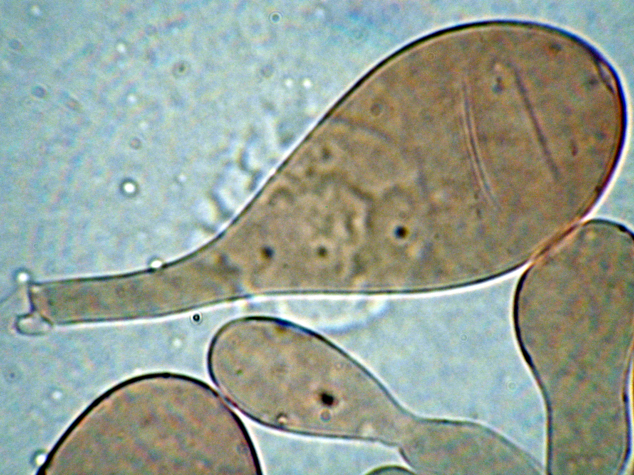 Pluteus atropungens image