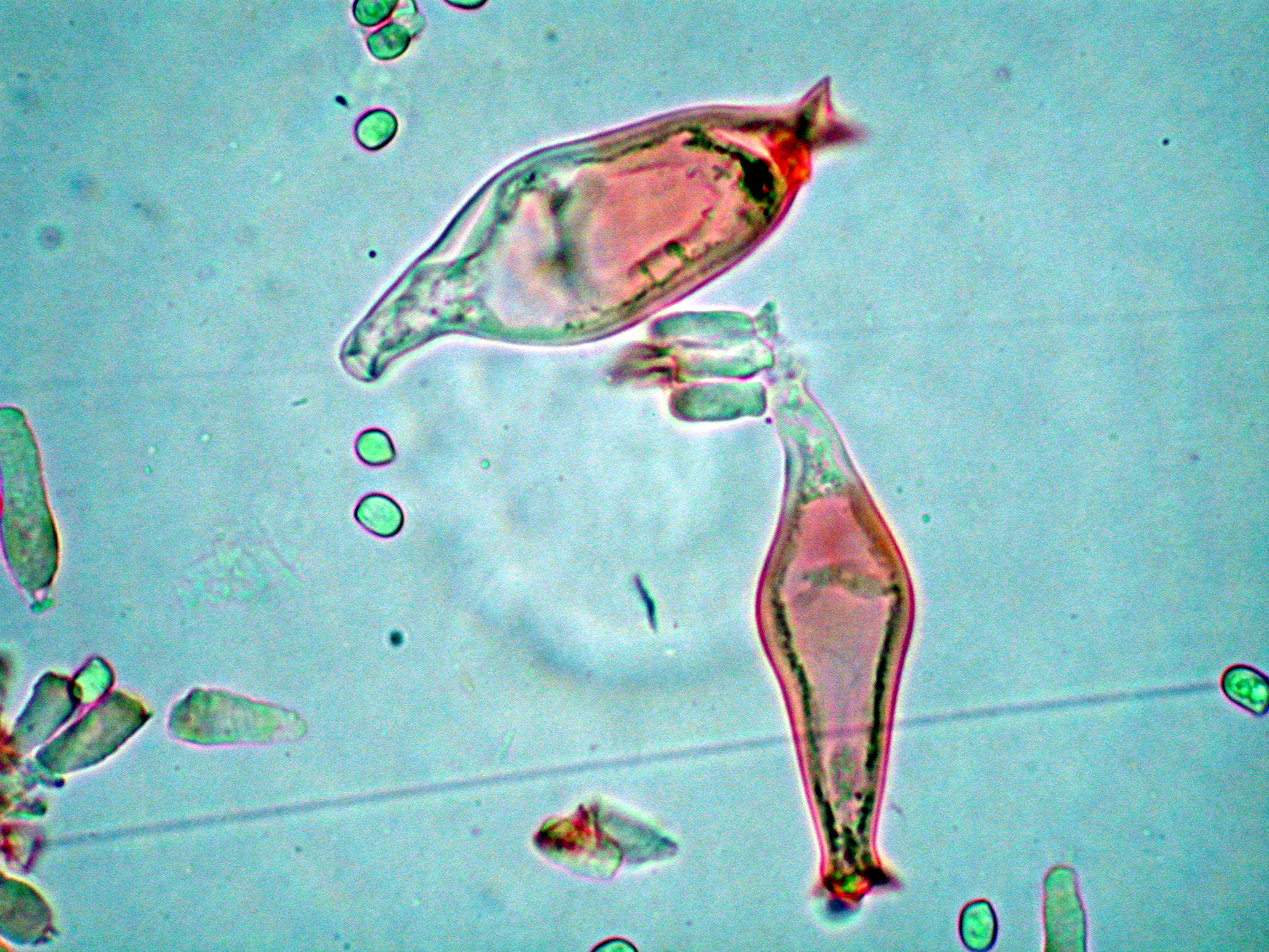 Pluteus laricinus image