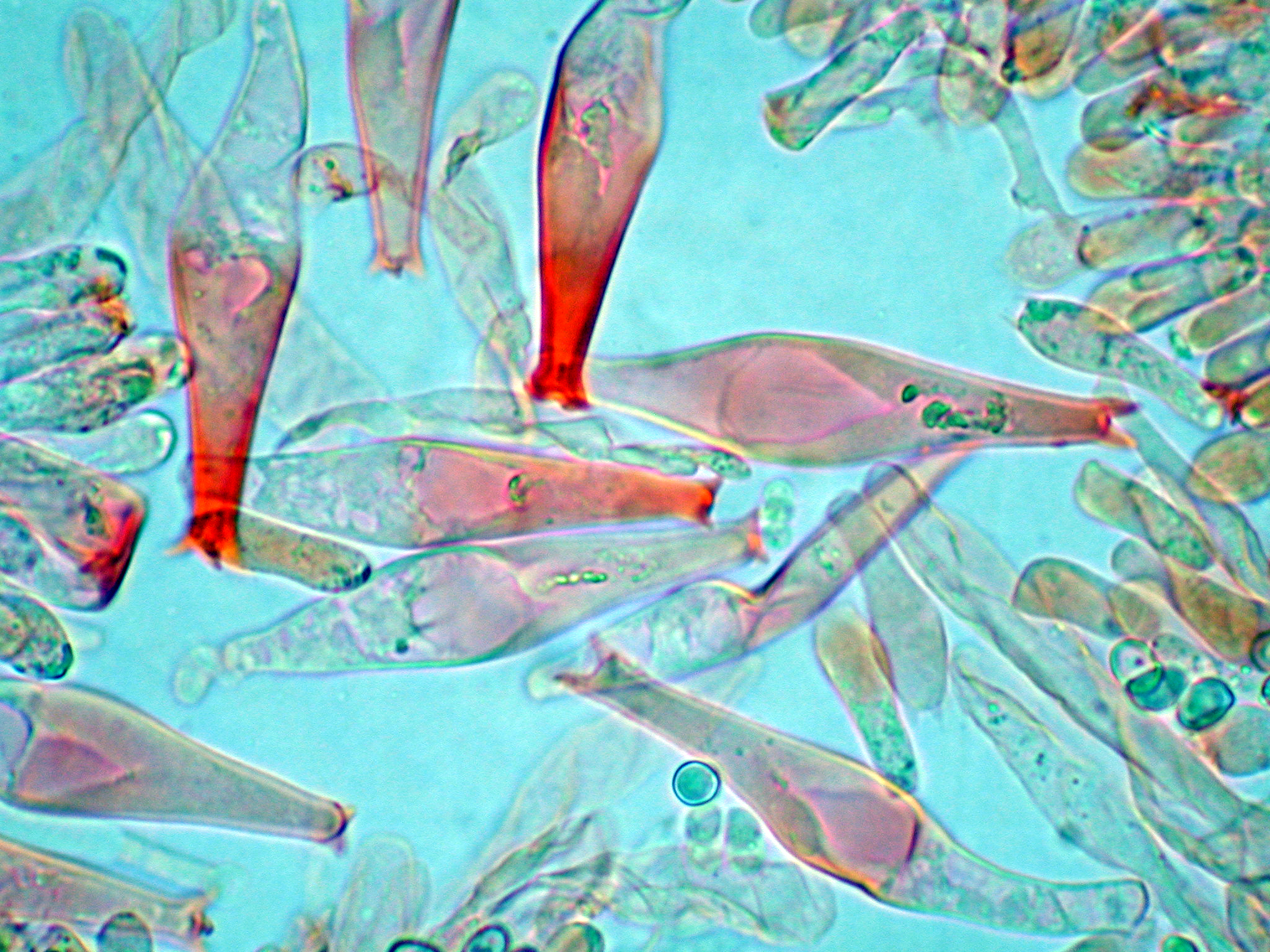Pluteus spegazzinianus image
