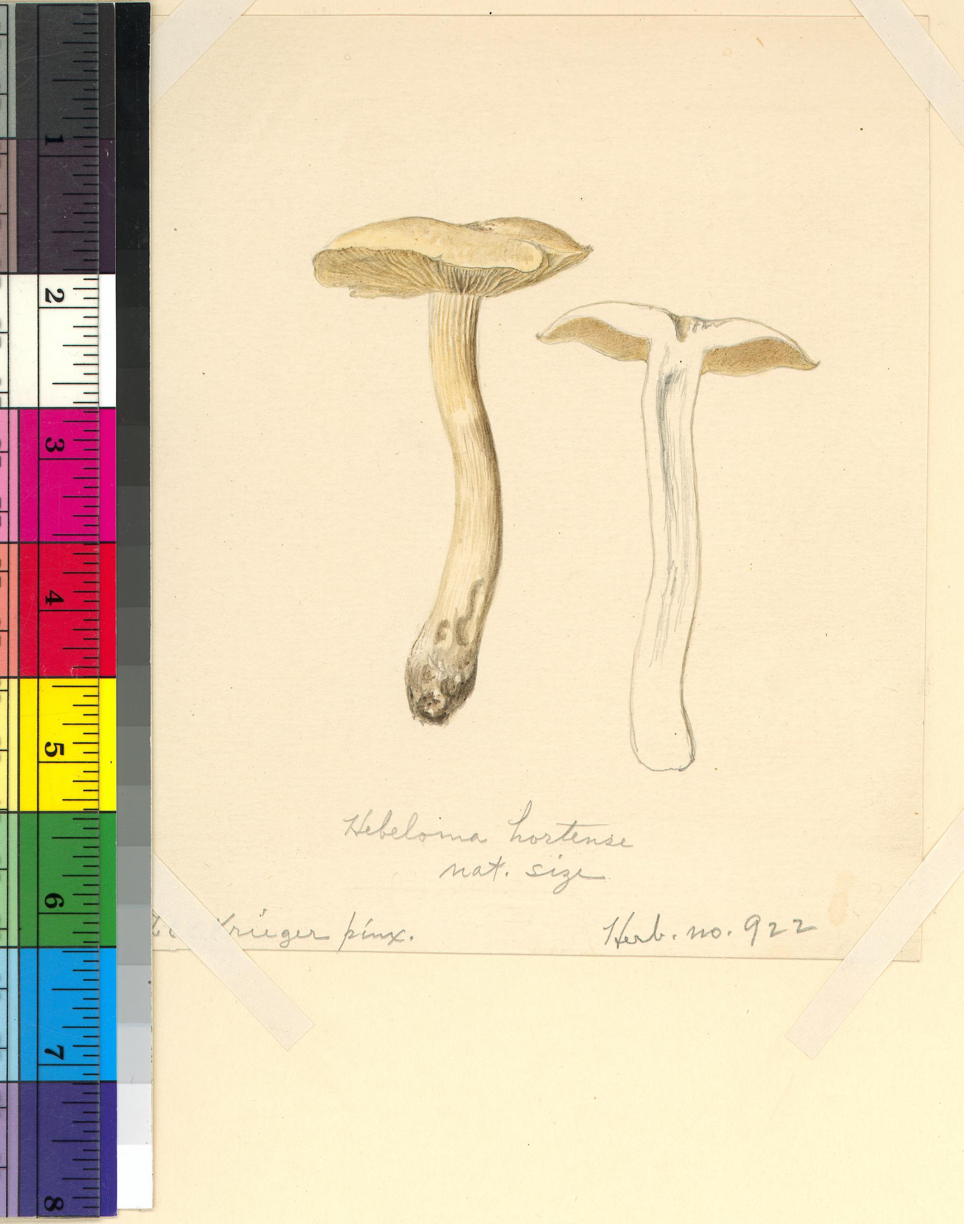 Hebeloma hortense image