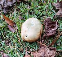 Lactarius paradoxus image