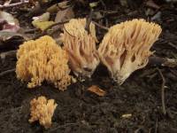 Ramaria flavigelatinosa image