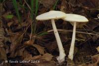 Amanita vaginata var. alba image