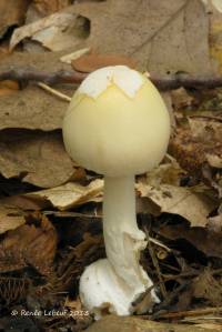 Amanita albocreata image