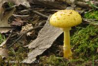 Amanita flavorubens image