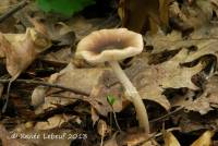 Amanita lignophila image