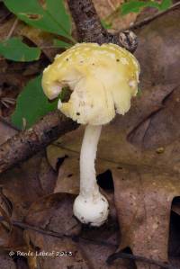 Amanita minutula image