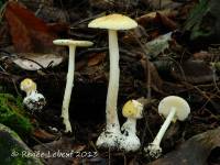 Amanita praecox image