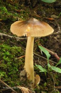 Amanita pseudofulva image